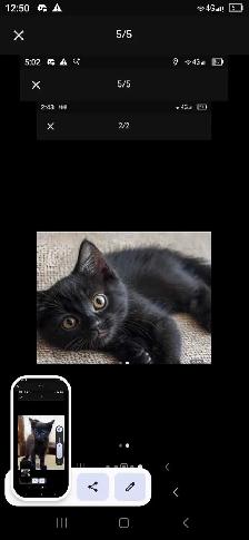 i have two beautiful baby kittens - Photo 3
