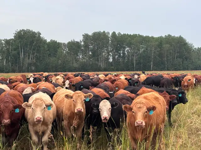 Bred heifers