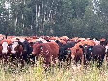 Bred heifers - Photo 3