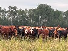 Bred heifers - Photo 4