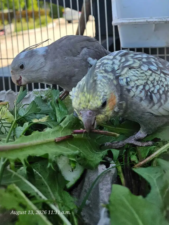 Cute and healthy cockatiels