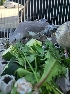 Cute and healthy cockatiels - Photo 2