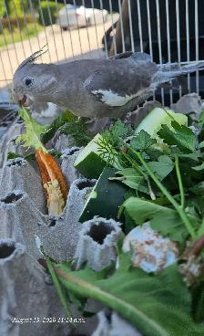 Cute and healthy cockatiels - Photo 3