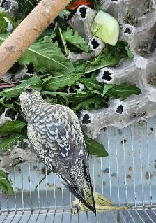 Cute and healthy cockatiels - Photo 4