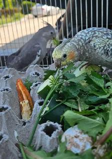 Cute and healthy cockatiels - Photo 5