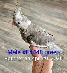 Cute and healthy cockatiels - Photo 6