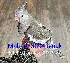 Cute and healthy cockatiels - Photo 7