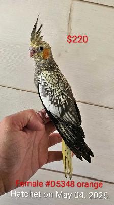 Cute and healthy cockatiels - Photo 8