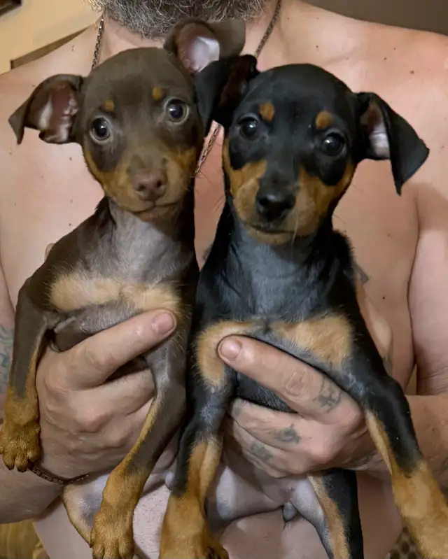 Miniature Pincher