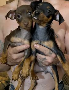 Miniature Pincher - Photo 2