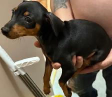 Miniature Pincher - Photo 5