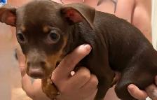 Miniature Pincher - Photo 7