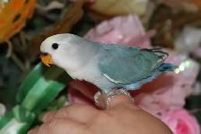 Adorable, tame hand-raised Dutch blue pied baby lovebird