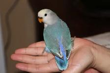 Adorable, tame hand-raised Dutch blue pied baby lovebird - Photo 2