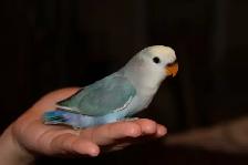 Adorable, tame hand-raised Dutch blue pied baby lovebird - Photo 3