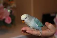 Adorable, tame hand-raised Dutch blue pied baby lovebird - Photo 4