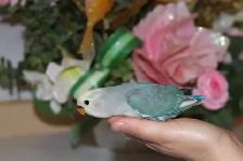 Adorable, tame hand-raised Dutch blue pied baby lovebird - Photo 5