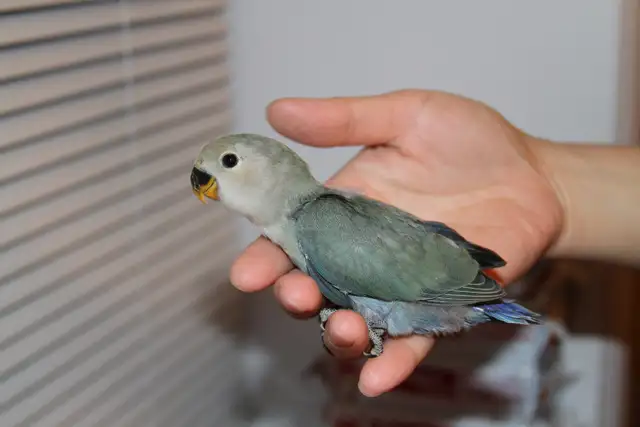 White face Green baby lovebird is looking for new home