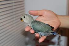 White face Green baby lovebird is looking for new home