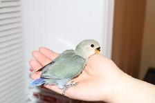 White face Green baby lovebird is looking for new home - Photo 2