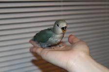 White face Green baby lovebird is looking for new home - Photo 3
