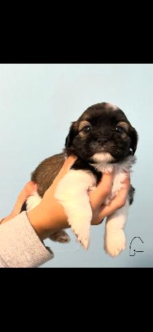 Shih Tzu Puppies