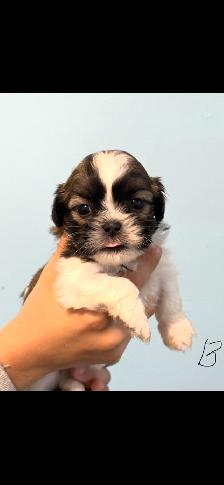 Shih Tzu Puppies - Photo 2