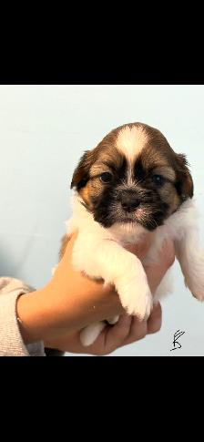 Shih Tzu Puppies - Photo 3