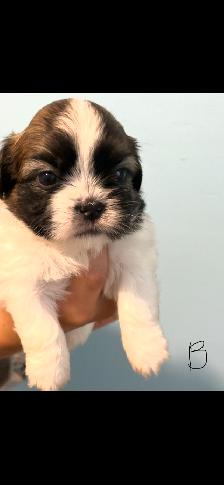 Shih Tzu Puppies - Photo 4