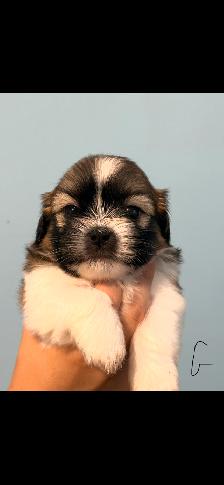 Shih Tzu Puppies - Photo 5