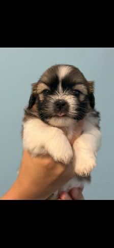 Shih Tzu Puppies - Photo 6