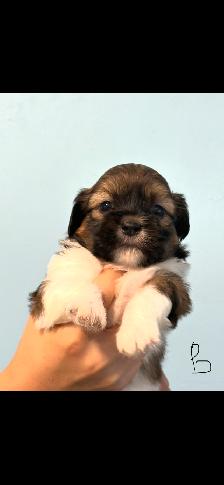 Shih Tzu Puppies - Photo 7