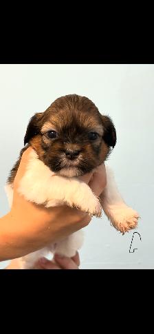 Shih Tzu Puppies - Photo 8