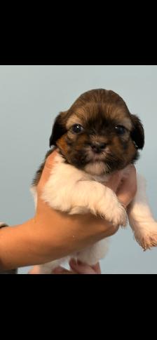 Shih Tzu Puppies - Photo 9