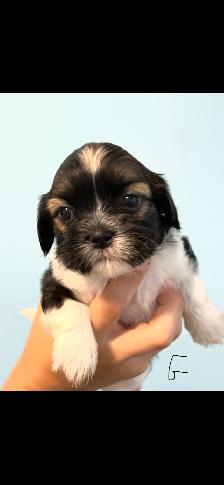 Shih Tzu Puppies - Photo 10