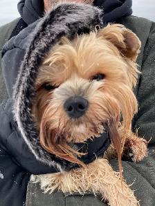 Dog Training & Trainers for Busy People - Photo 2