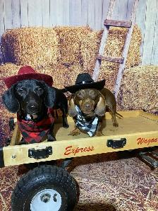 Dog Training & Trainers for Busy People - Photo 3