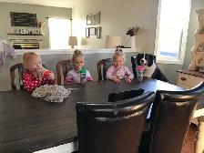 Dog Training & Trainers for Busy People - Photo 4