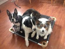Dog Training & Trainers for Busy People - Photo 5