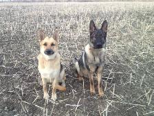 Dog Training & Trainers for Busy People - Photo 7