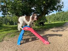 Dog Training & Trainers for Busy People - Photo 9