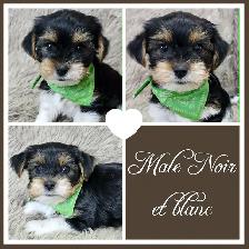 ADORABLES CHIOTS YORKSHIRE À RÉSERVER - Photo 3