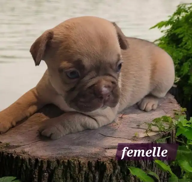 Frenchton  50/50