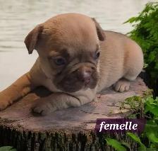 Frenchton  50/50