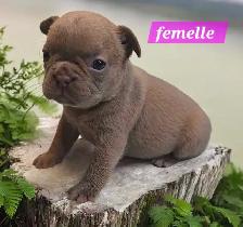 Frenchton  50/50 - Photo 2