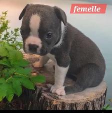 Frenchton  50/50 - Photo 3