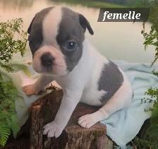 Frenchton  50/50 - Photo 4