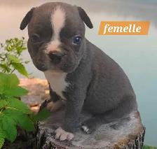 Frenchton  50/50 - Photo 5