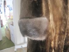 Beau manteau de fourrure long en rat musqué / long muskrat fur c - Photo 2