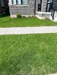 grass cutting and weed control 289–772-7822 - Photo 2